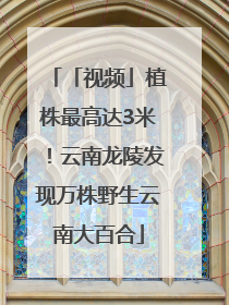「视频」植株最高达3米！云南龙陵发现万株野生云南大百合