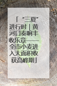 “三夏”进行时｜黄河口奏响丰收乐章——全市小麦进入大面积收获高峰期