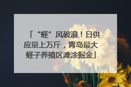 “蛏”风破浪！日供应量上万斤，青岛最大蛏子养殖区滩涂掘金