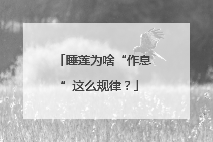 睡莲为啥“作息”这么规律？