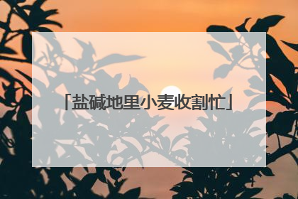 盐碱地里小麦收割忙