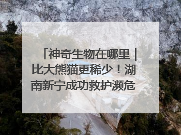 神奇生物在哪里｜比大熊猫更稀少！湖南新宁成功救护濒危鸟类海南鳽