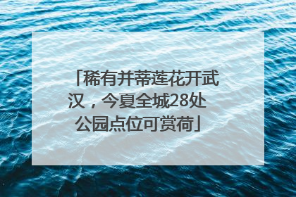 稀有并蒂莲花开武汉，今夏全城28处公园点位可赏荷