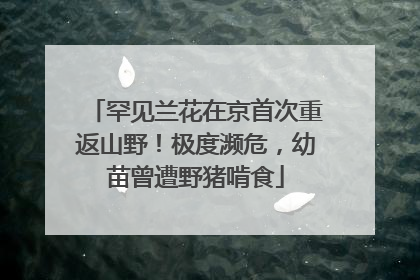 罕见兰花在京首次重返山野！极度濒危，幼苗曾遭野猪啃食