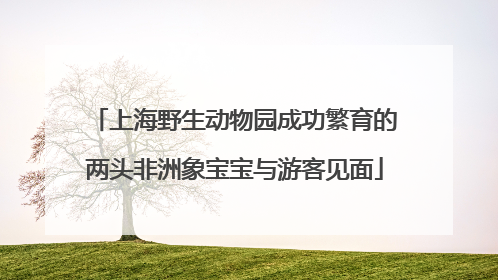上海野生动物园成功繁育的两头非洲象宝宝与游客见面