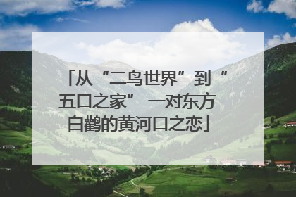 从“二鸟世界”到“五口之家” 一对东方白鹳的黄河口之恋