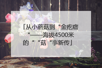 从小蘑菇到“金疙瘩“——海拔4500米的““菇“事新传