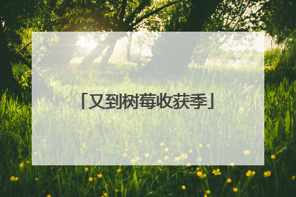 又到树莓收获季