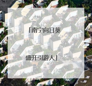 南宁向日葵盛开引游人