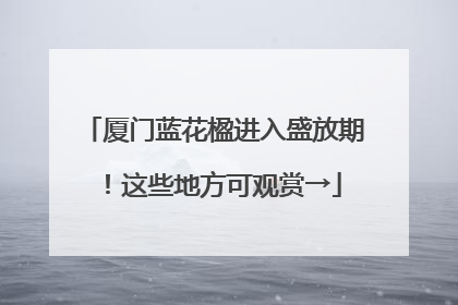厦门蓝花楹进入盛放期！这些地方可观赏→