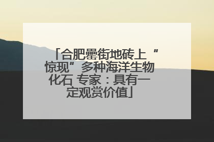 合肥罍街地砖上“惊现”多种海洋生物化石 专家：具有一定观赏价值