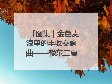 图集｜金色麦浪里的丰收交响曲——豫东三夏抢收纪实