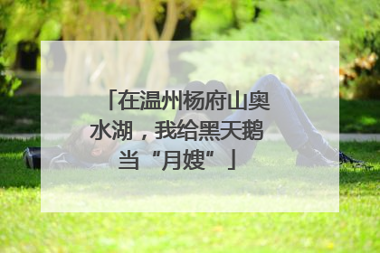 在温州杨府山奥水湖，我给黑天鹅当“月嫂”