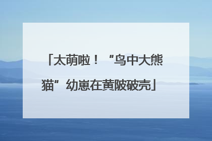 太萌啦！“鸟中大熊猫”幼崽在黄陂破壳