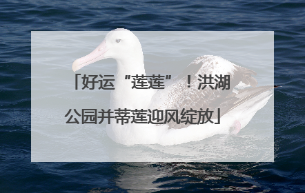 好运“莲莲”！洪湖公园并蒂莲迎风绽放