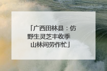 广西田林县：仿野生灵芝丰收季 山林间劳作忙