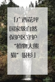 广西花坪国家级自然保护区守护“植物大熊猫”银杉