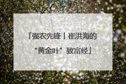 强农先锋丨崔洪海的“黄金叶”致富经