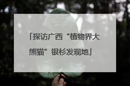 探访广西“植物界大熊猫”银杉发现地