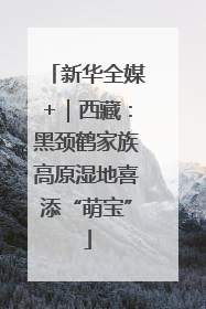 新华全媒+｜西藏：黑颈鹤家族高原湿地喜添“萌宝”