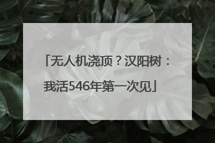 无人机浇顶？汉阳树：我活546年第一次见