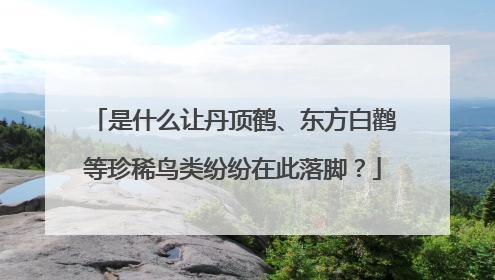 是什么让丹顶鹤、东方白鹳等珍稀鸟类纷纷在此落脚？