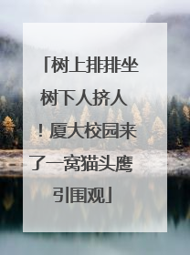 树上排排坐 树下人挤人！厦大校园来了一窝猫头鹰引围观