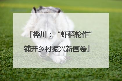 桦川：“虾稻轮作”铺开乡村振兴新画卷