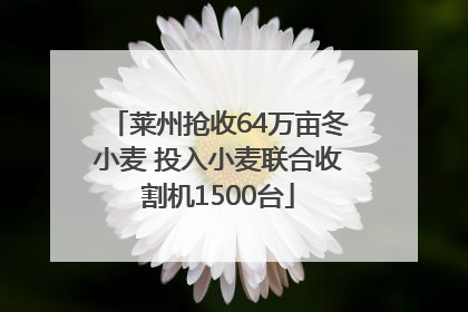 莱州抢收64万亩冬小麦 投入小麦联合收割机1500台