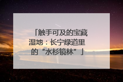 触手可及的宝藏湿地：长宁绿道里的“水杉镜林”