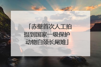 赤壁首次人工拍摄到国家一级保护动物白颈长尾雉