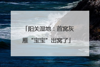 阳关湿地：首窝灰雁“宝宝”出窝了