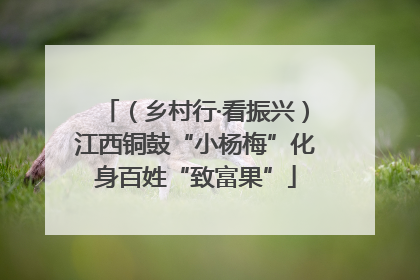 （乡村行·看振兴）江西铜鼓“小杨梅”化身百姓“致富果”